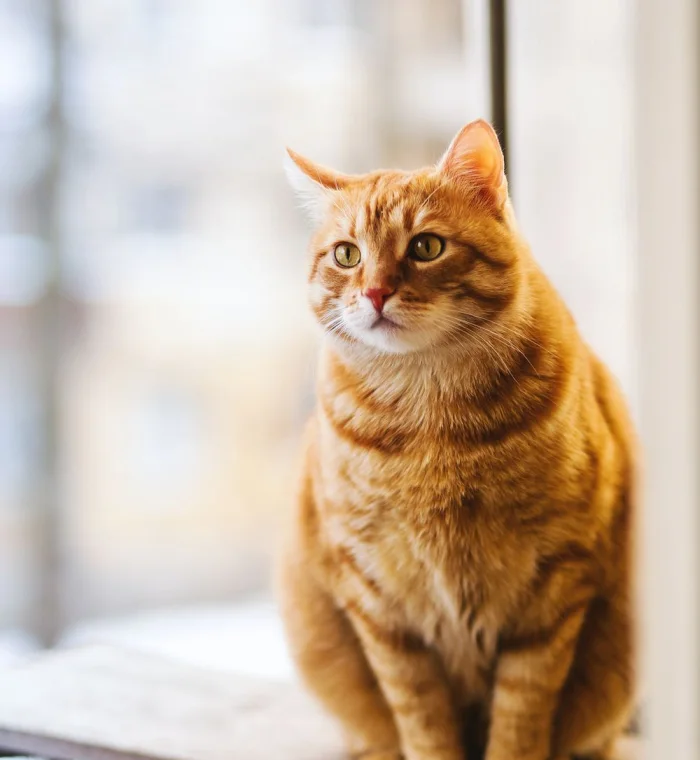 Kedi