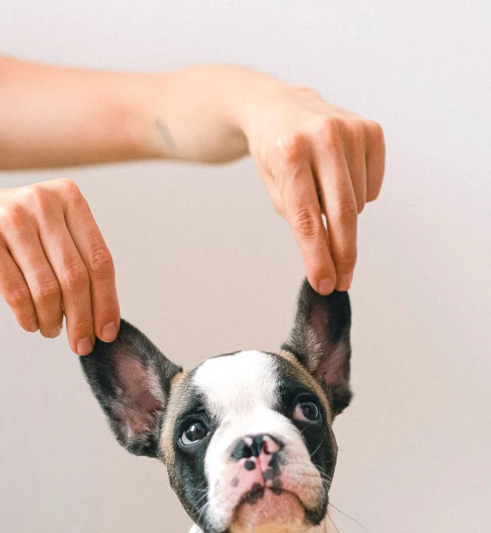Köpek