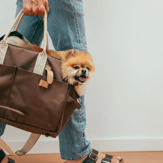 Katlanır Köpek Taşıma Çantası