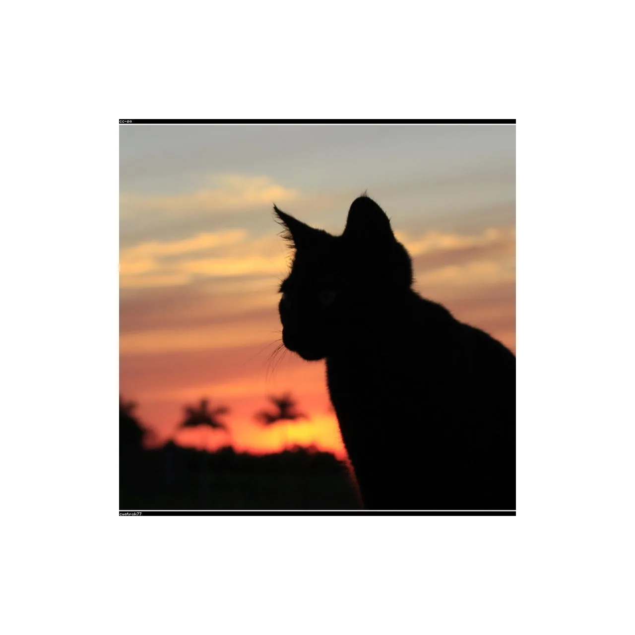 Yavru Köpek Maması Tavuklu