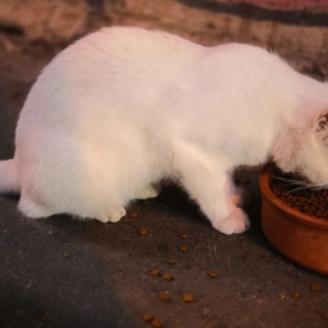 Tavuklu Yetişkin Kedi Maması