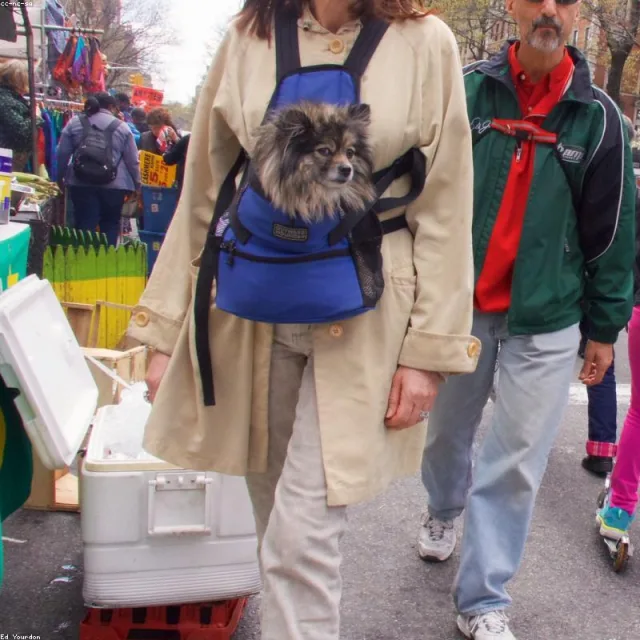 Katlanır Köpek Taşıma Çantası