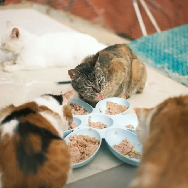 Tahılsız Kedi Ödülü Ton Balıklı