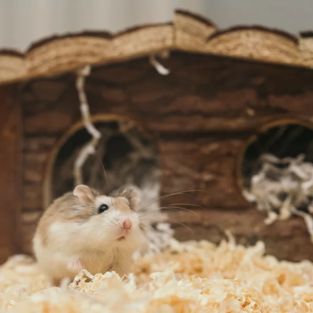 Hamster & Tavşan Yem Karışımı