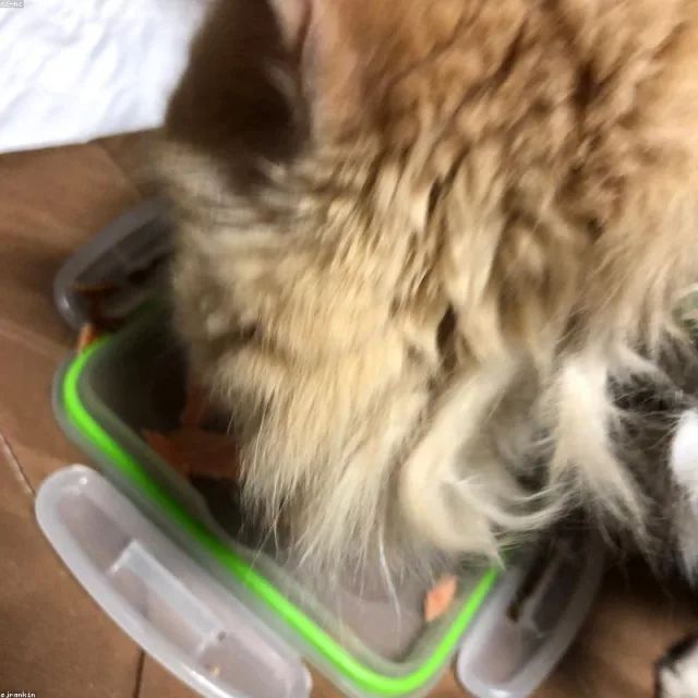 Somonlu Kısırlaştırılmış Kedi Maması