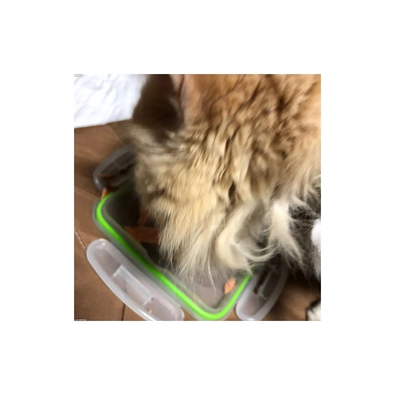 Somonlu Kısırlaştırılmış Kedi Maması