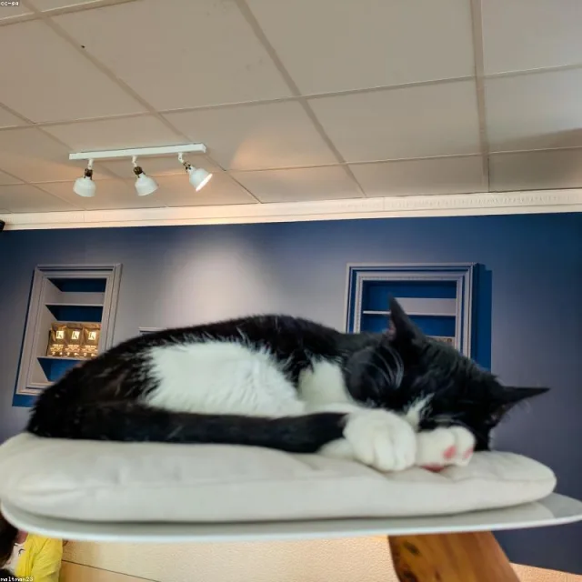 Tavuklu Yetişkin Kedi Maması