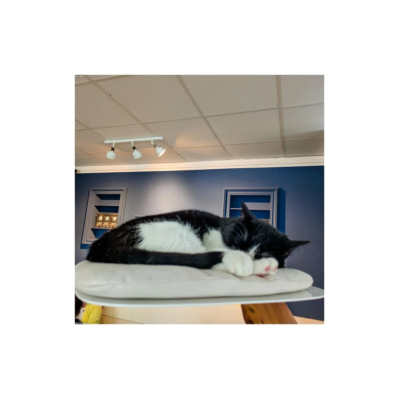 Tavuklu Yetişkin Kedi Maması