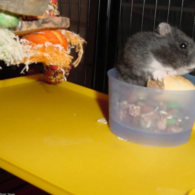 Hamster & Tavşan Yem Karışımı