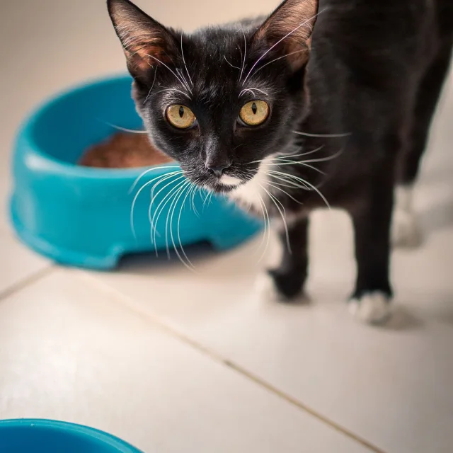 Kedi Malt Macunu (Tüy Yumağı Önleyici)